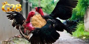 Đá Gà Cựa Dao Trải Nghiệm Đấu Trường Trực Tuyến Hấp Dẫn