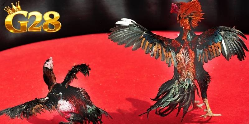 Cửa trên của đá gà đòn được đánh giá cao hơn về thể lực