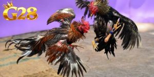 Đá Gà Đòn Kinh Nghiệm Theo Dõi Trận Đấu Chuẩn Xác Hơn