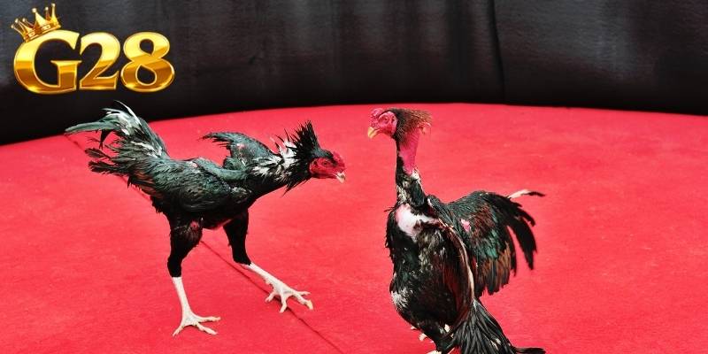 Khả năng di chuyển linh hoạt giúp chiến kê tránh được nhiều cú đá nguy hiểm